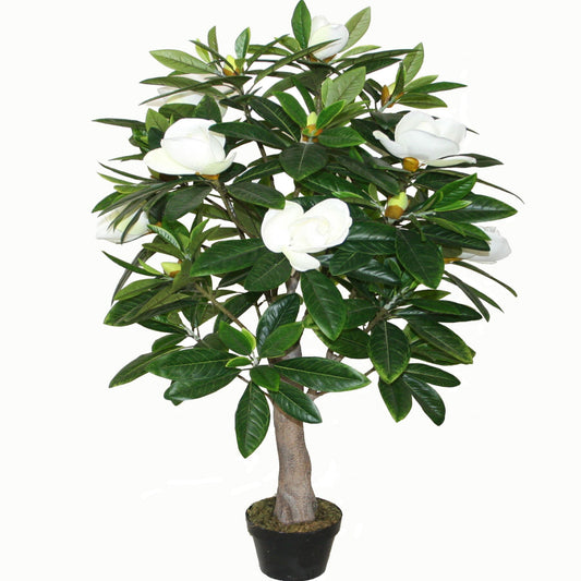 Magnolia