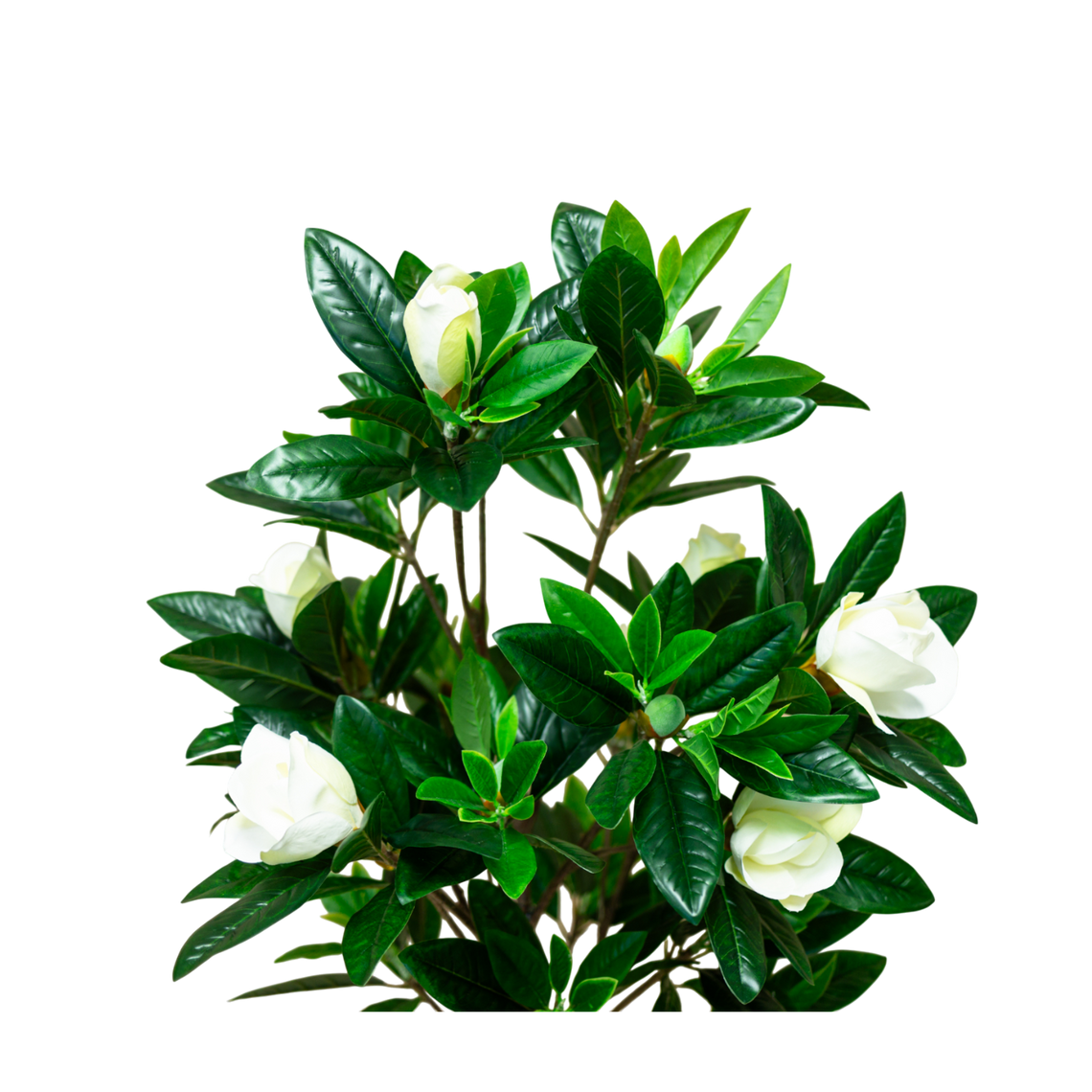 PTT132 Magnolia 4.3'H PK 1