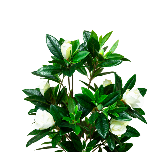 PTT132 Magnolia 4.3'H PK 1