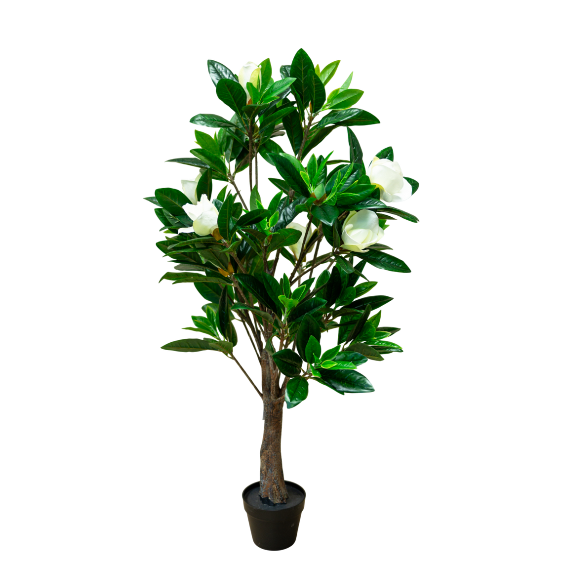 PTT132 Magnolia 4.3'H PK 1