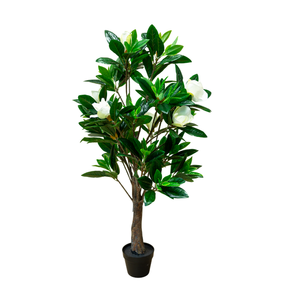 PTT132 Magnolia 4.3'H PK 1