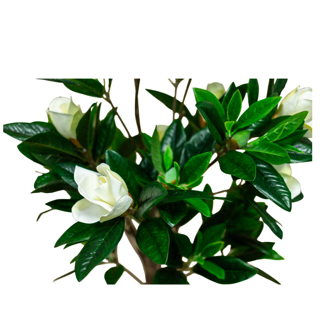 PTT132 Magnolia 4.3'H PK 1