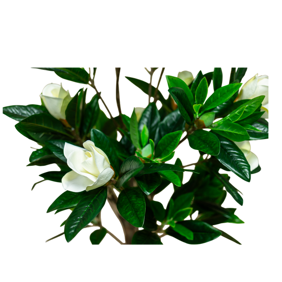 PTT132 Magnolia 4.3'H PK 1