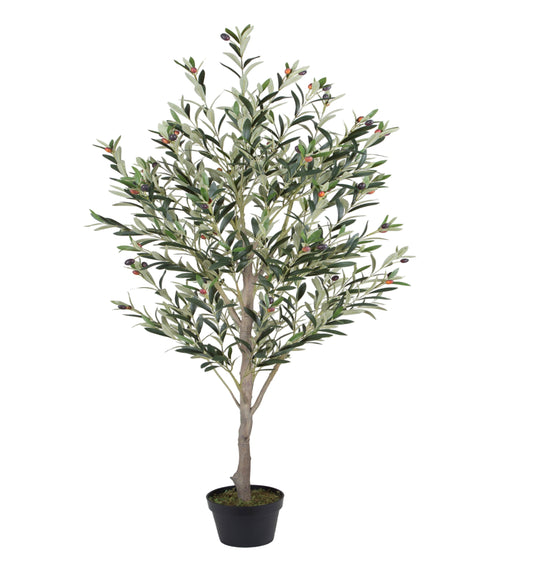 Olive Tree