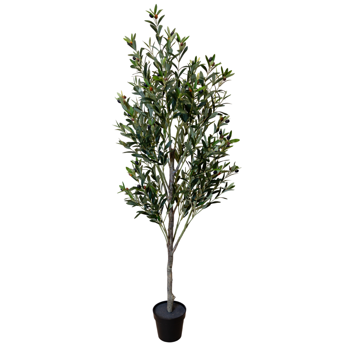 PTT133 Olive Tree 6'H PK 1