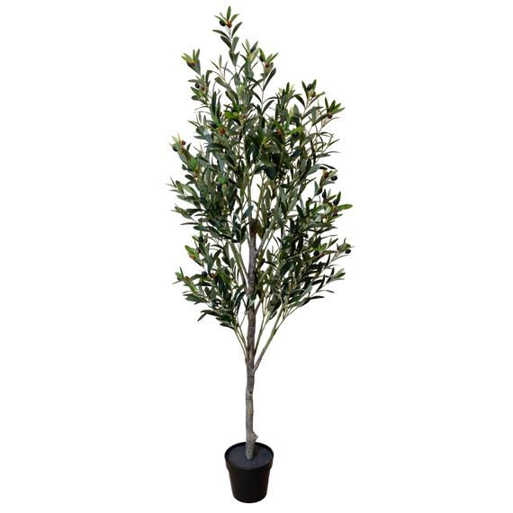 PTT133 Olive Tree 6'H PK 1