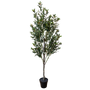 PTT133 Olive Tree 6'H PK 1
