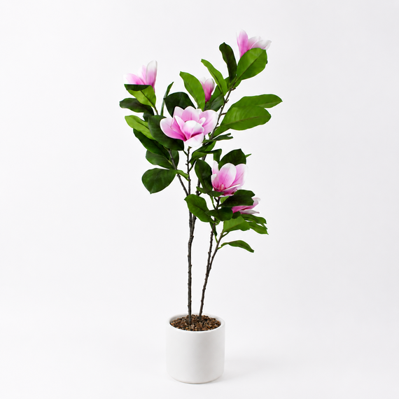 PTT136 Potted Magnolia Tree PK 2