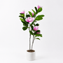 PTT136 Potted Magnolia Tree PK 2