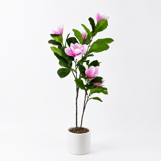 PTT136 Potted Magnolia Tree PK 2