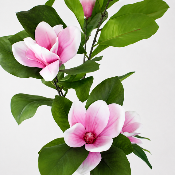 PTT136 Potted Magnolia Tree PK 2