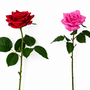 RT107 Real Touch Rose 20" PK 12