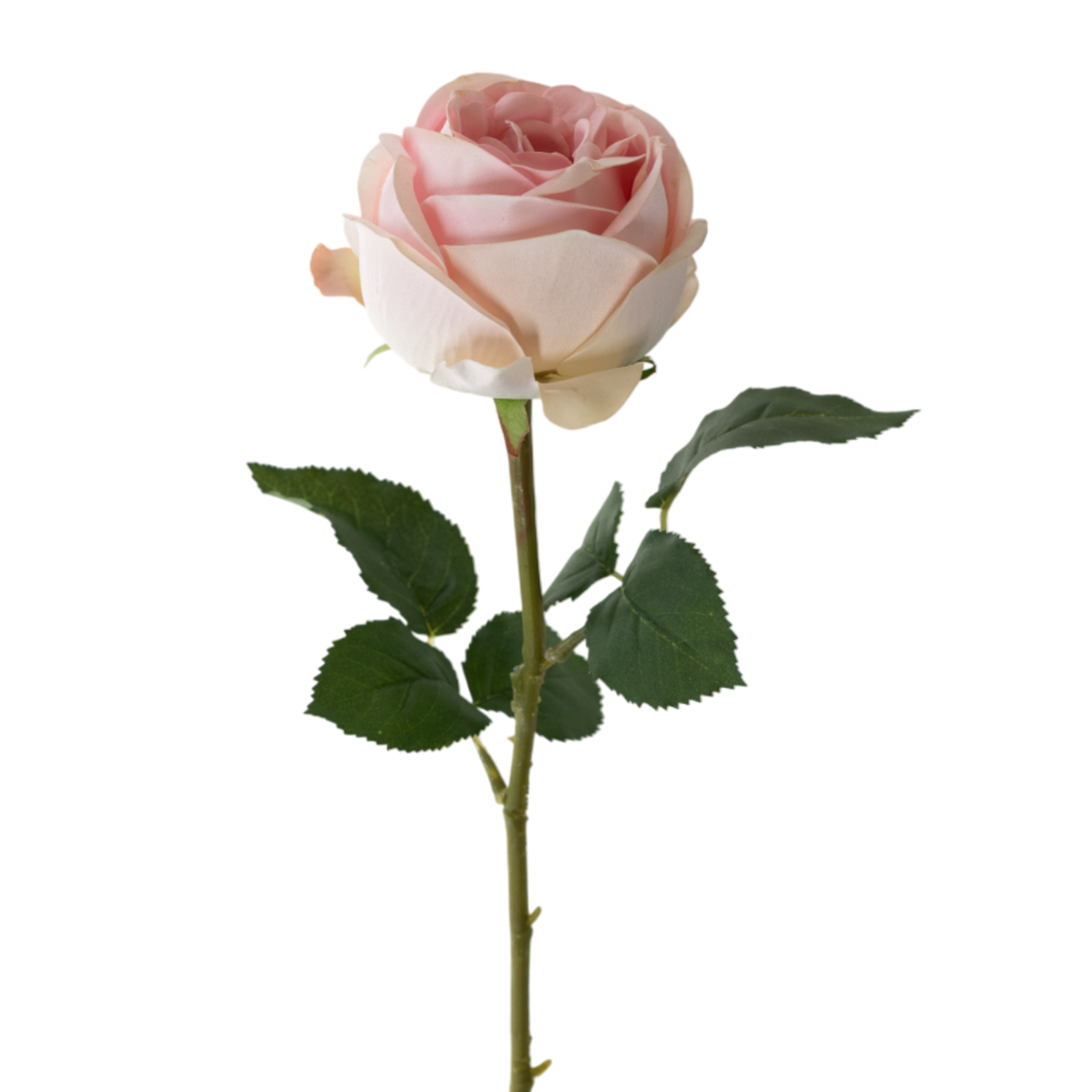 RT108 LT PI Real Touch Rose Bud 24" PK 12