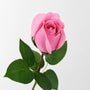 RT114 Real Touch Rose 18.5" PK 48