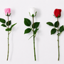 RT114 Real Touch Rose 18.5" PK 48