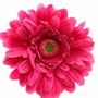 RT116 Real Touch Chrysanthemum 25.5" PK 24
