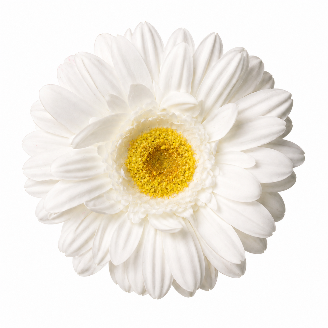 RT116 Real Touch Chrysanthemum 25.5" PK 24