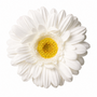 RT116 Real Touch Chrysanthemum 25.5" PK 24