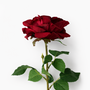 RT117 RE Real Touch Rose 30" PK 12