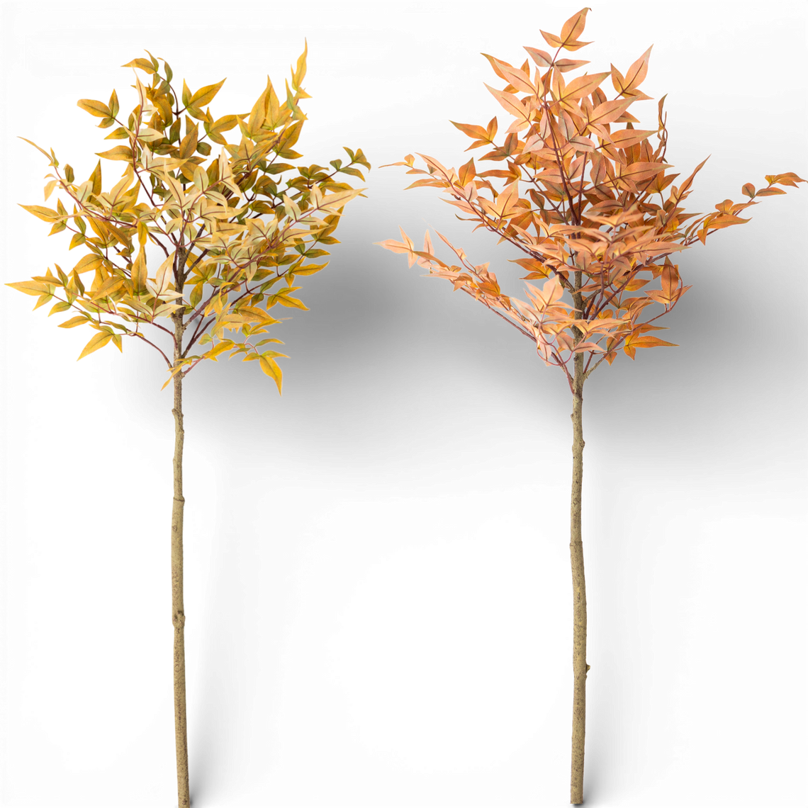 SP143 Heavenly Bamboo, 4' PK12