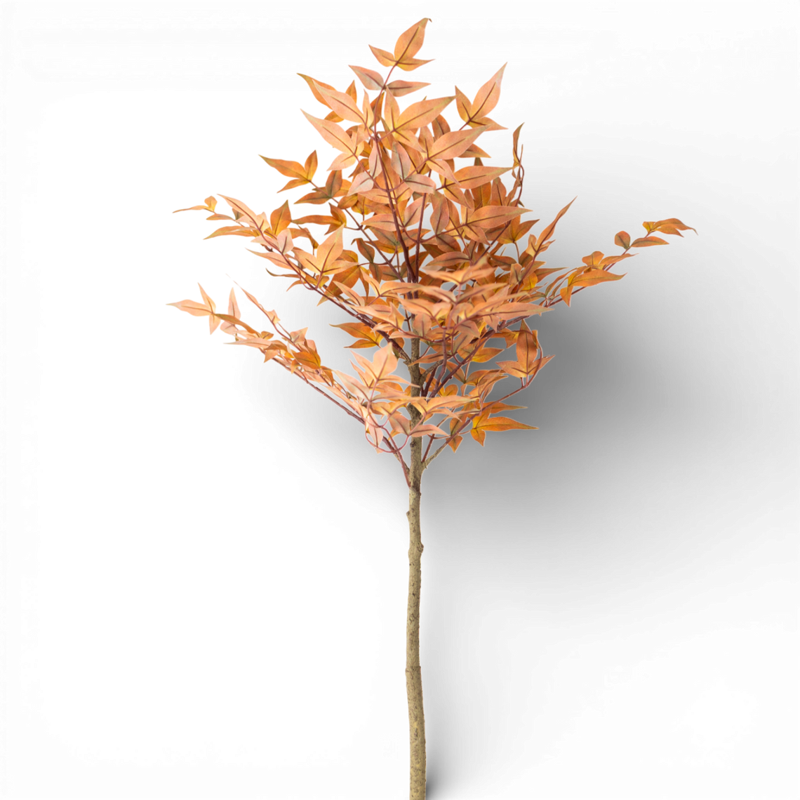 SP143 Heavenly Bamboo, 4' PK12