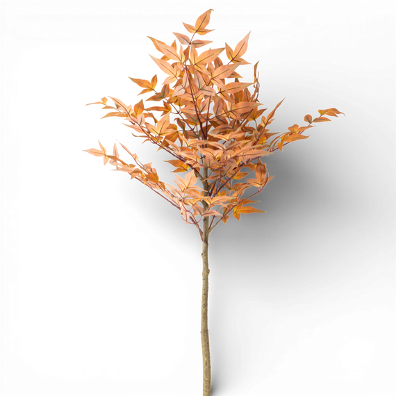 SP143 Heavenly Bamboo, 4' PK12