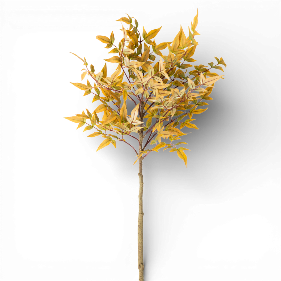 SP143 Heavenly Bamboo, 4' PK12