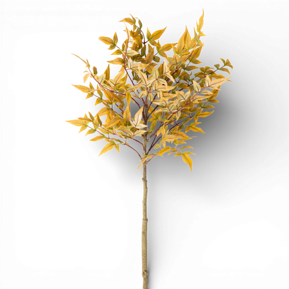 SP143 Heavenly Bamboo, 4' PK12