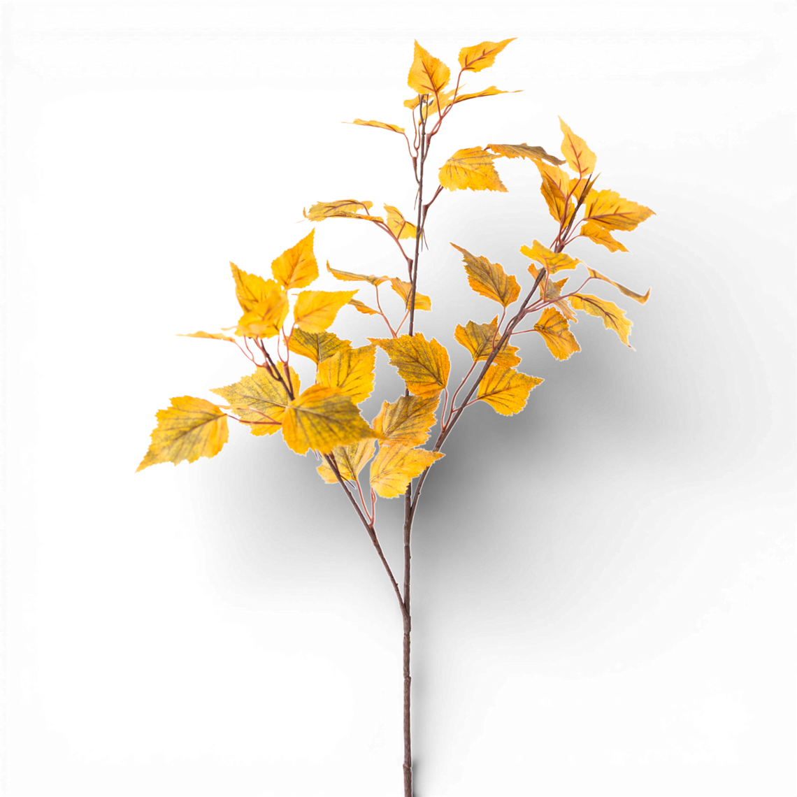 SP144 Birch Stem, 38" PK24