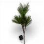 ST119 LED Long Needle Pine Branch 31.5" PK3
