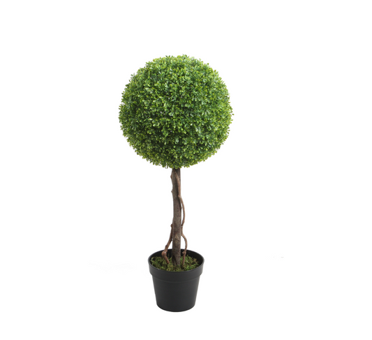 PTT123 Boxwood Single Topiary 3'