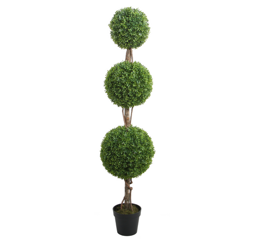 PTT126 Boxwood Triple Topiary 5'