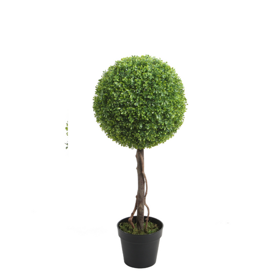 PTT122 Boxwood Single Topiary 2'