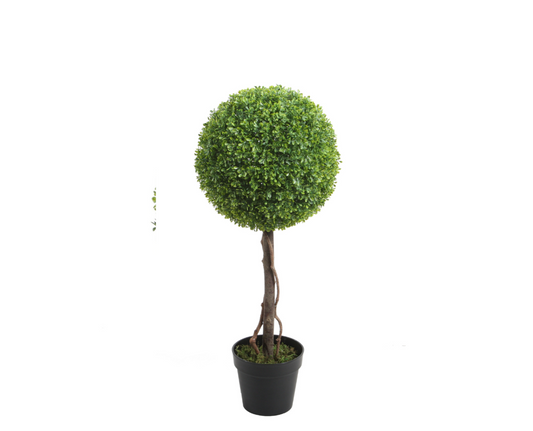 PTT122 Boxwood Single Topiary 2'