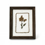 WA108 Botanical Flower Wall Art - Pressed Flower Stem 8" x 1" x 10" PK 3