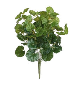 Begonia Green Bush